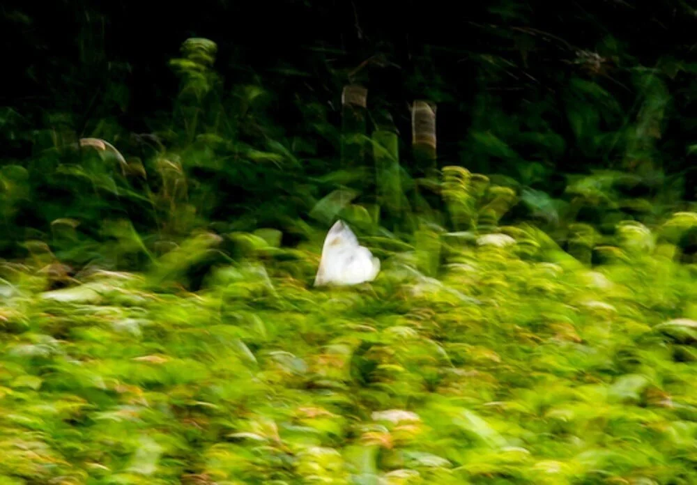 Butterfly.jpg
