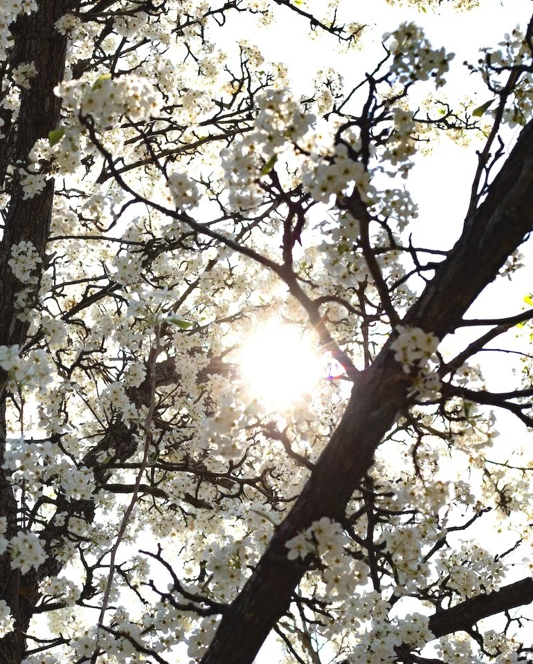 tree.jpg