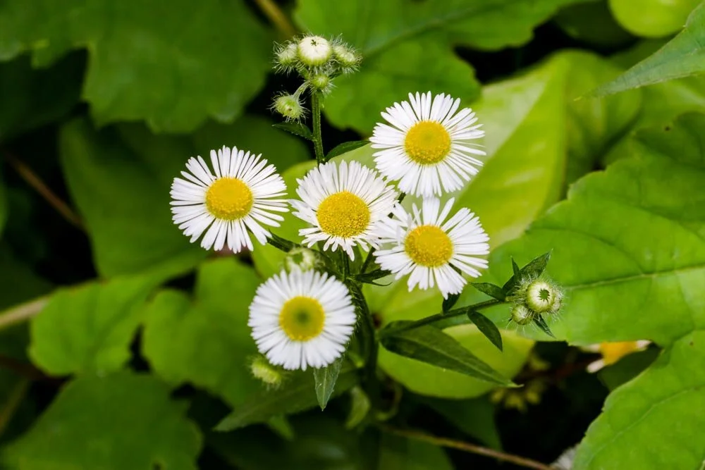 Flowers.jpg