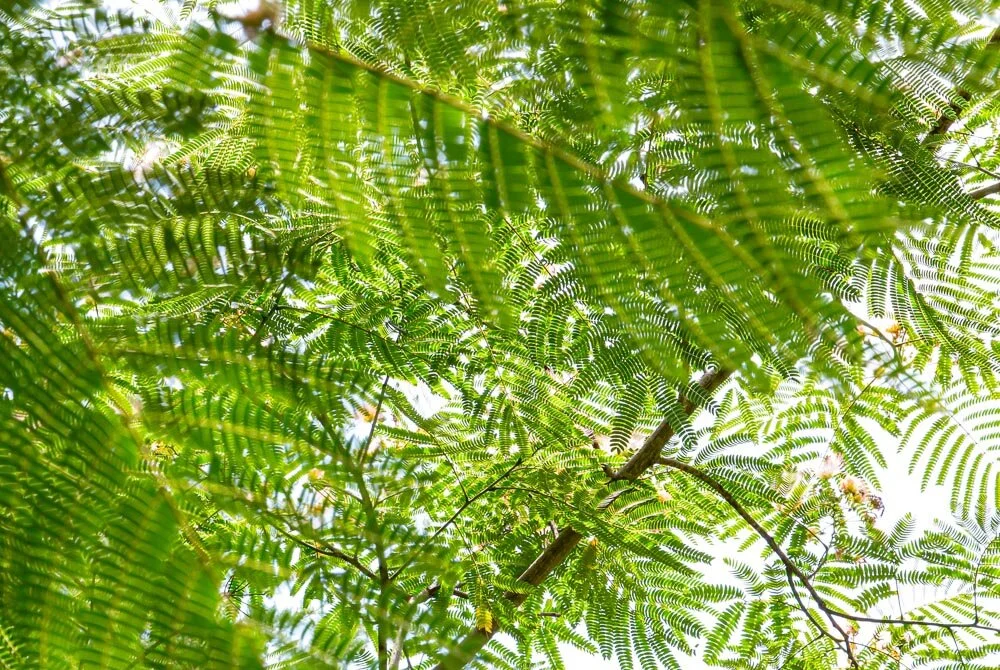 Ferns.jpg