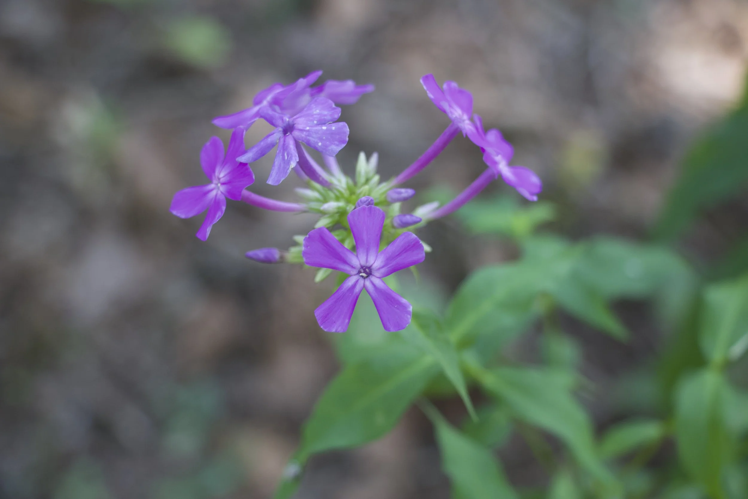 flowers.jpg