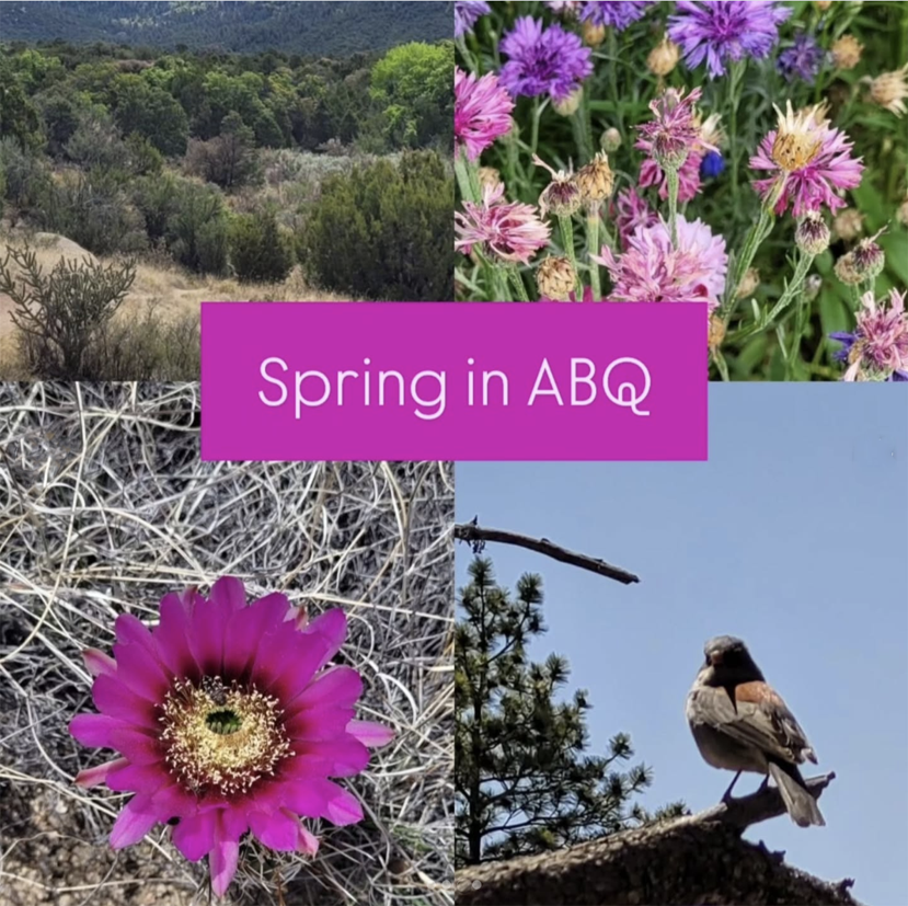 springABQ.png