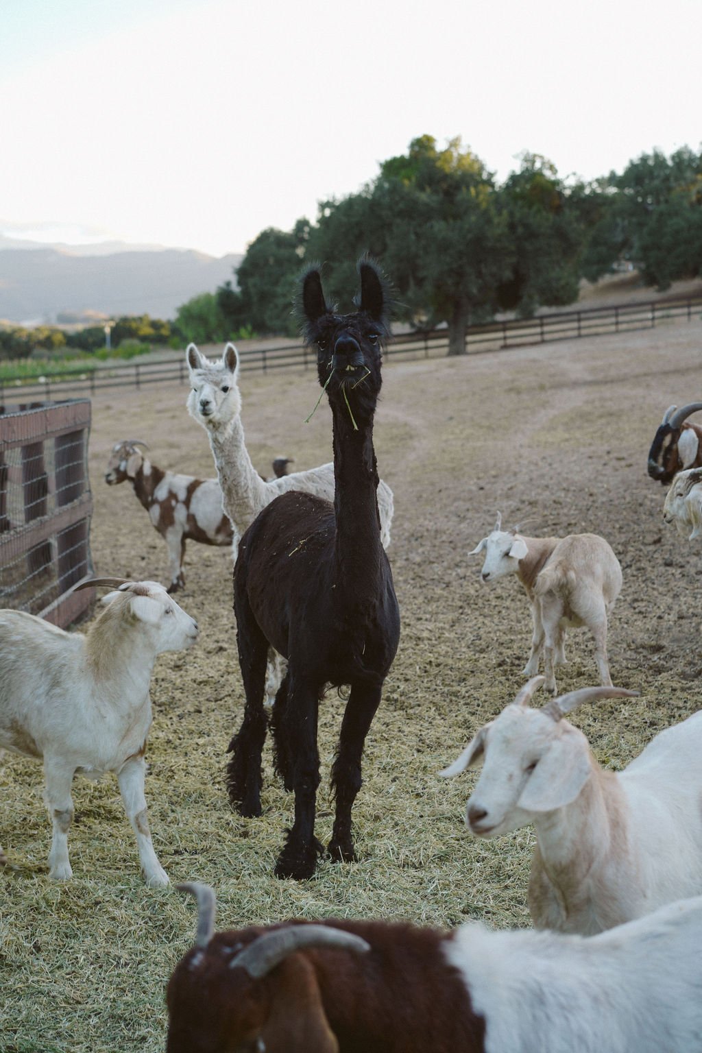 fullmoonfarms-052.jpg