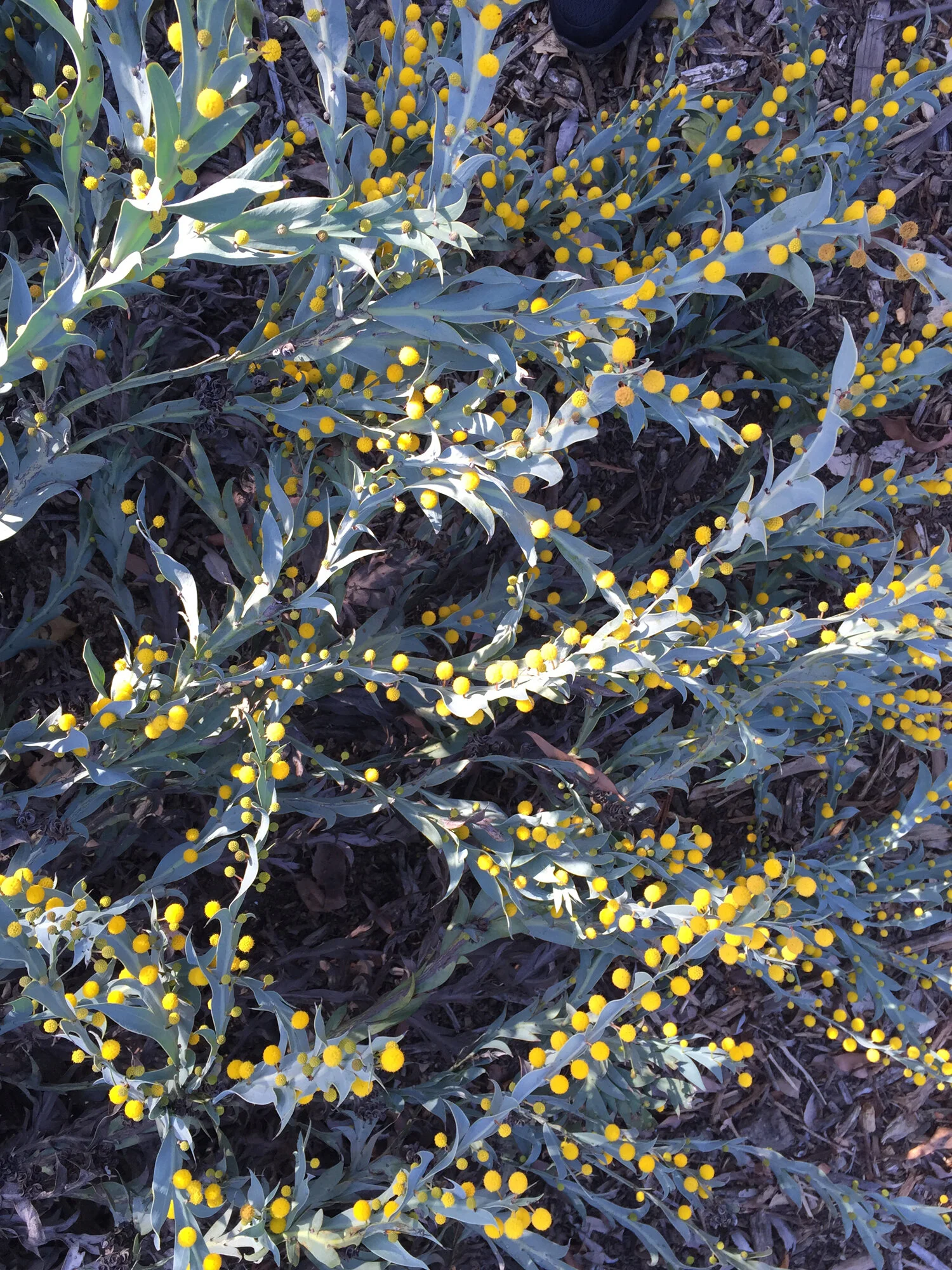 layer of sunlight.jpg