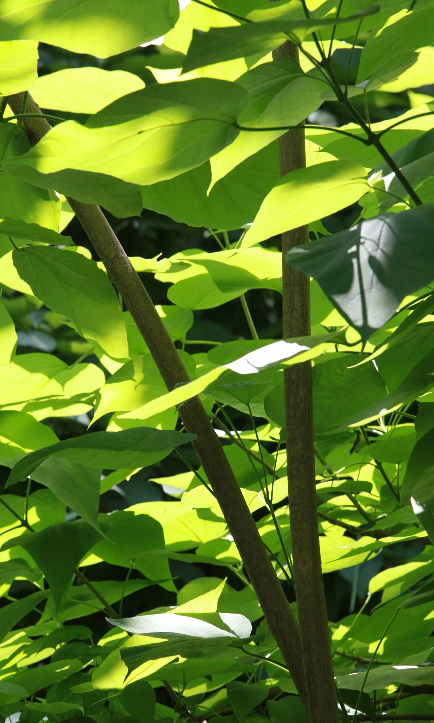 morning light spring.jpg