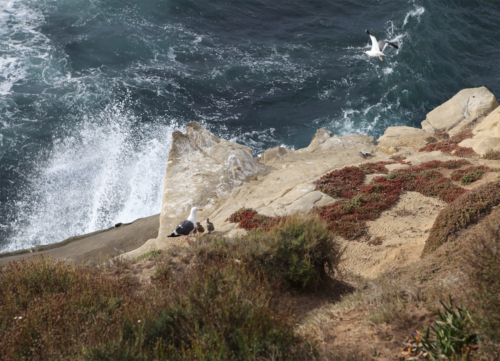 sea gull family.jpg