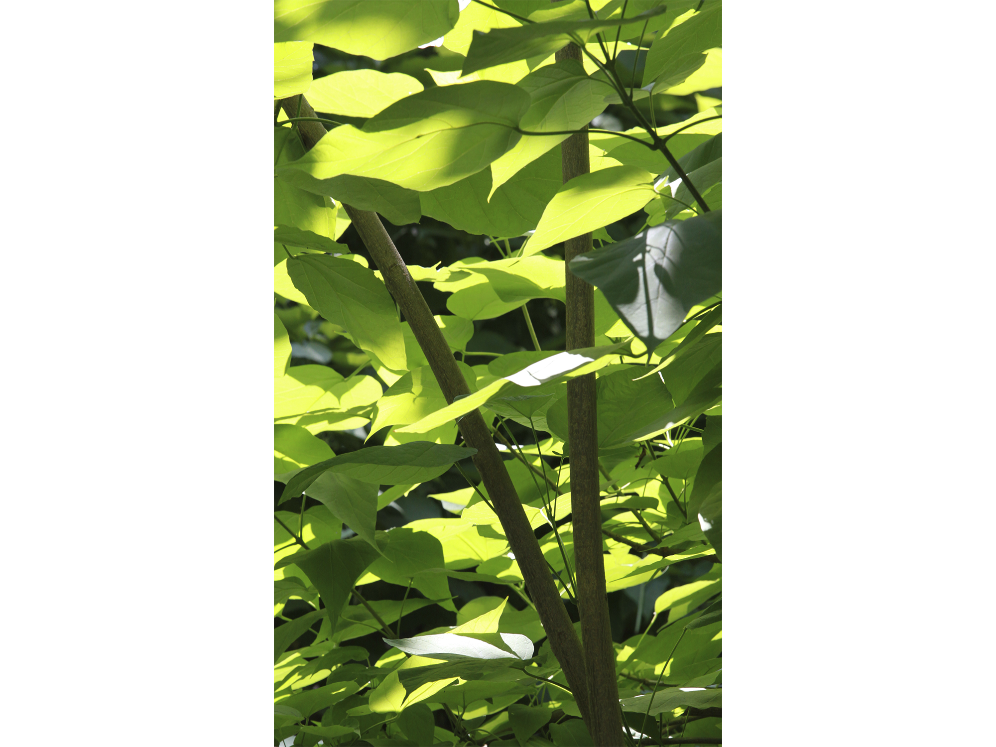 Morning Light Spring