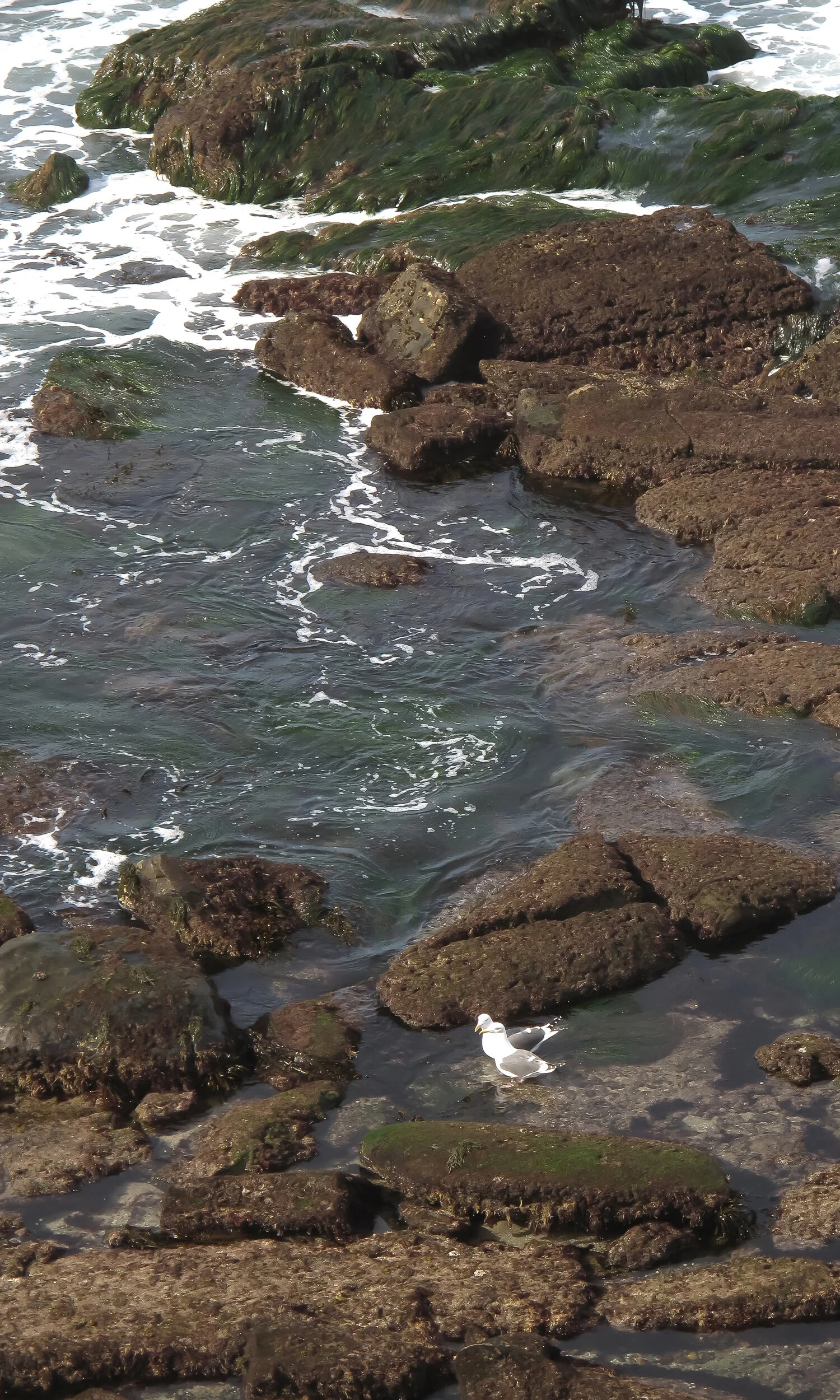 海鸥-2-5 clearer image.jpg