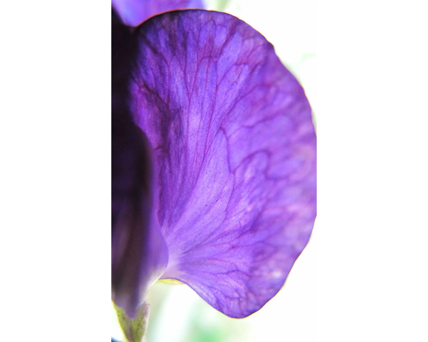 Image of purple