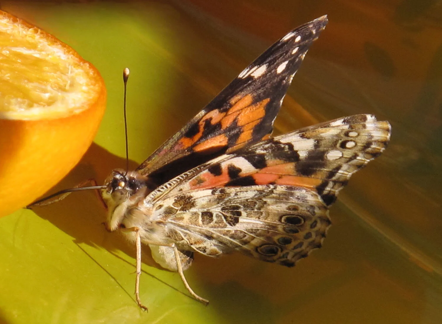 butter fly 1500x1100.jpg