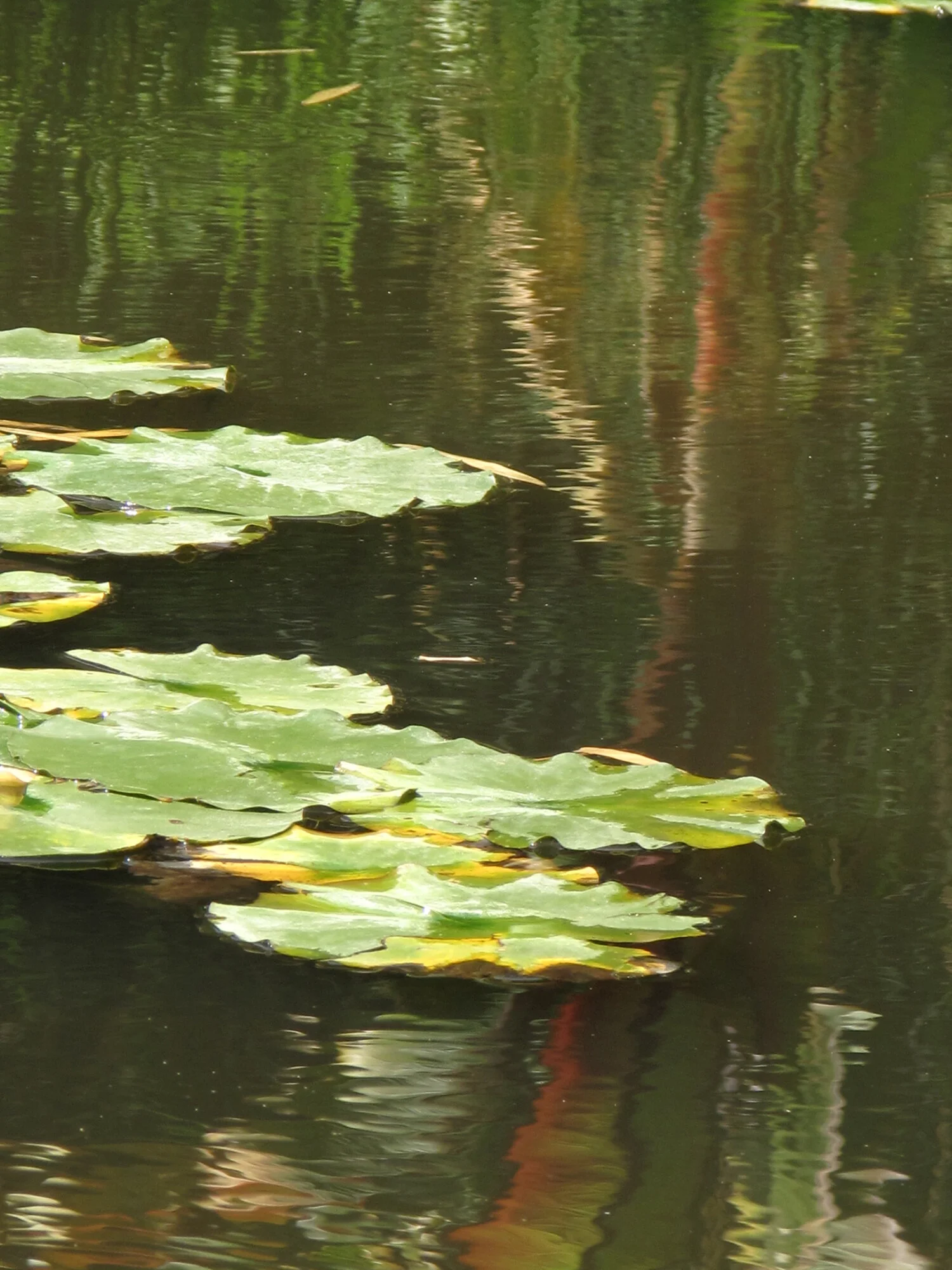 lily pond image.jpg