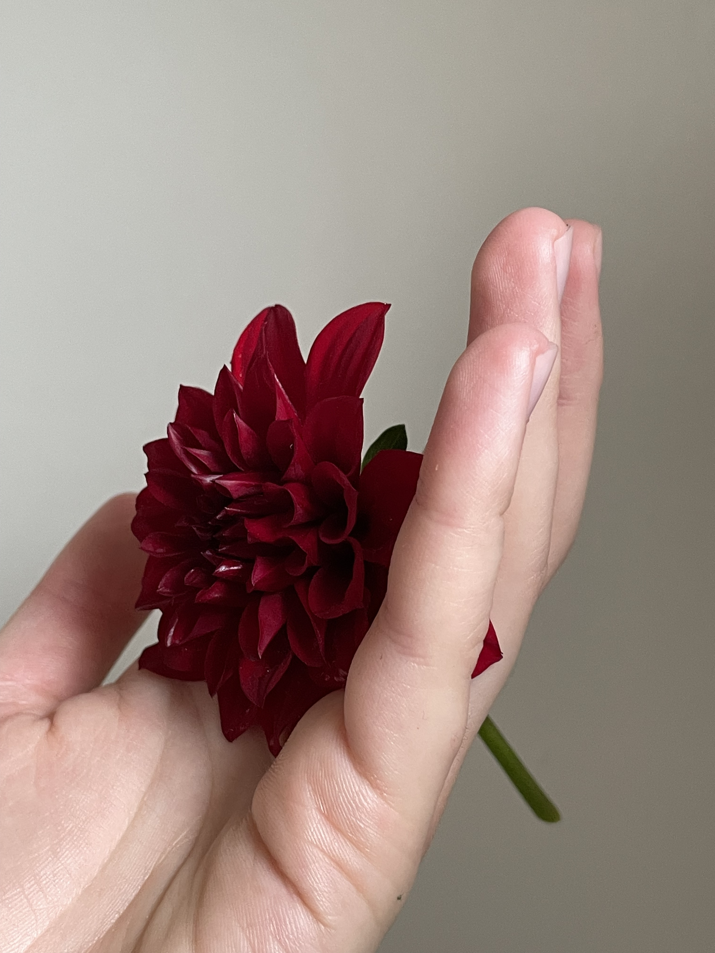 IMG_2554.png