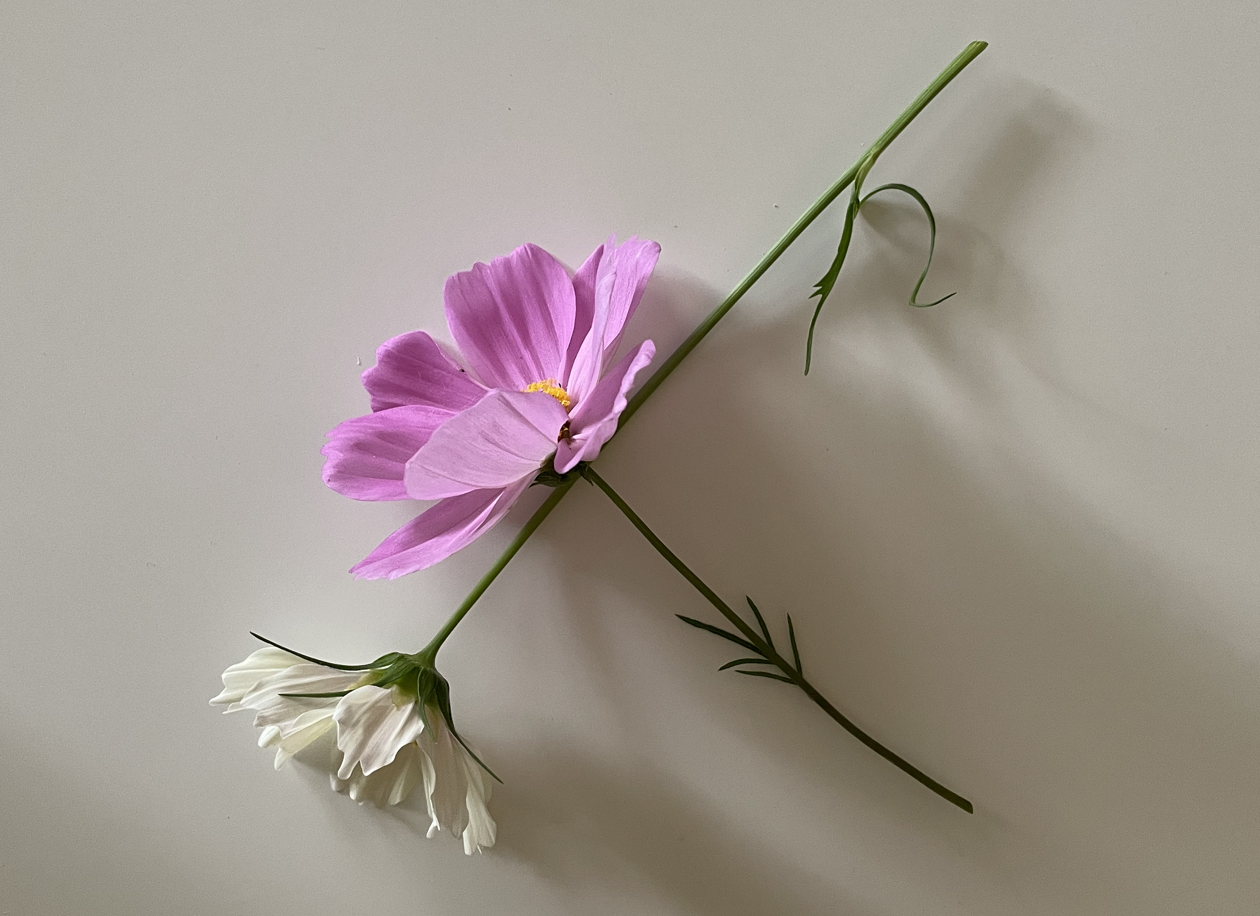 IMG_2783.png