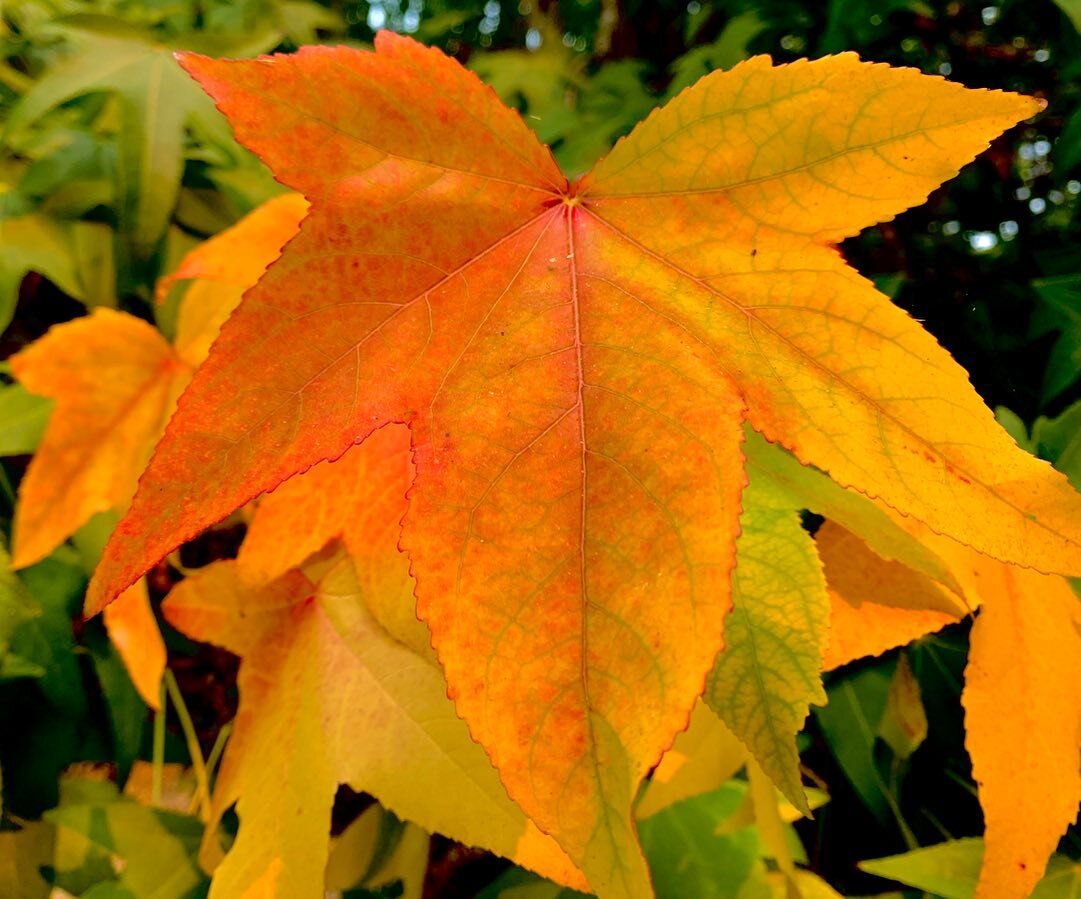 From green to gold and gold to brown....The leaves fall to feed the ground and when they fall make no sound....