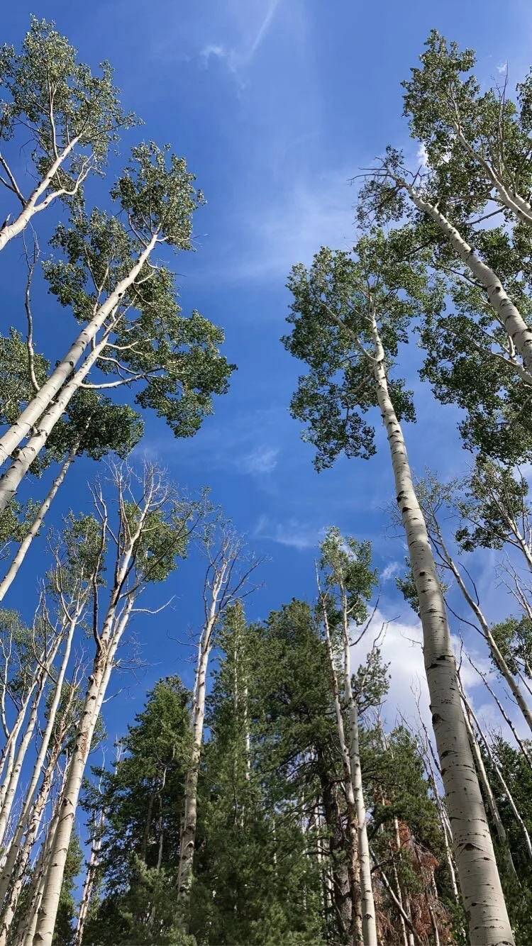 The Lockett Meadows Inner Basin Loop in July.