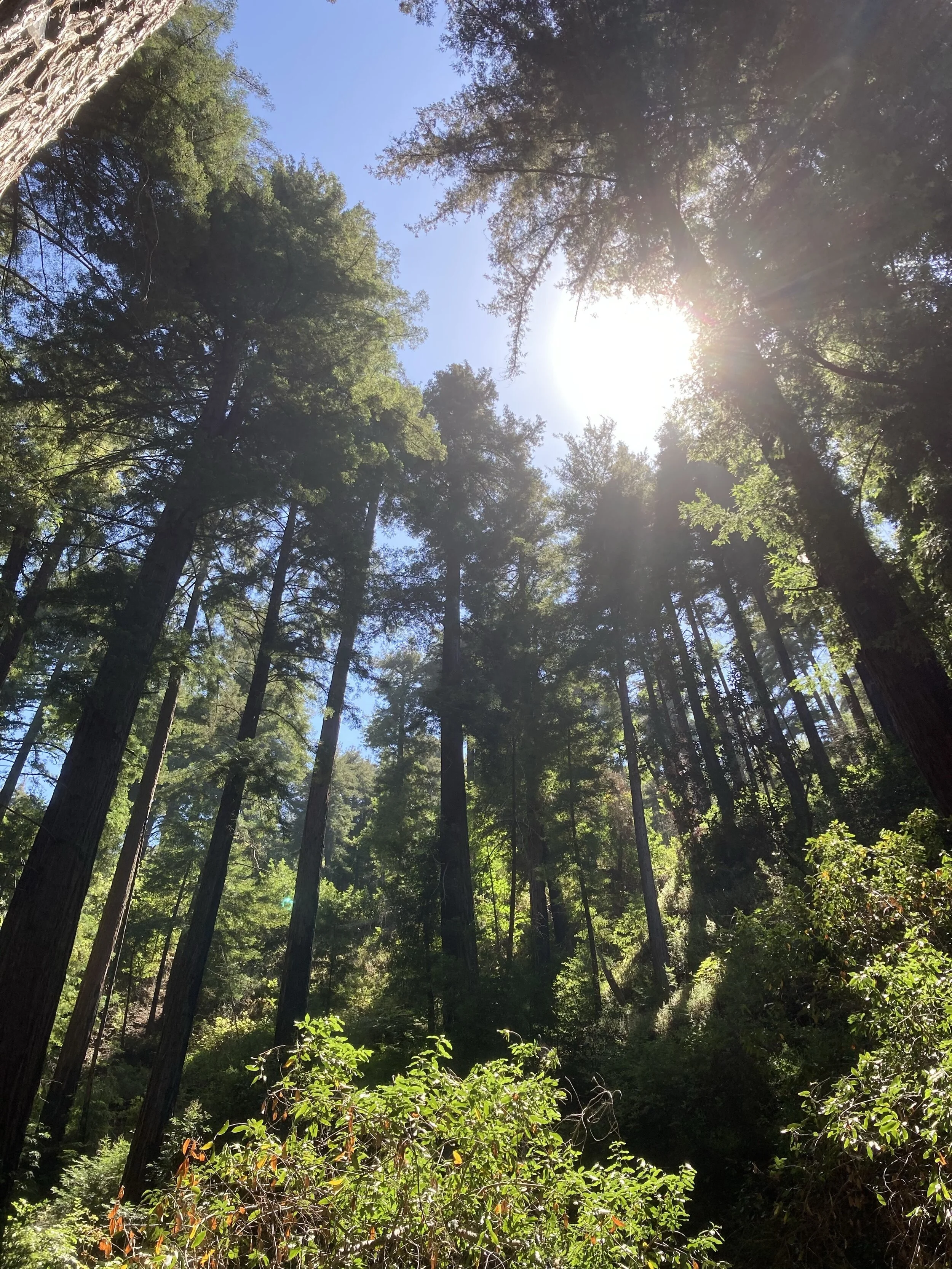 Redwoods along Buzzards Roost Trail in Pfieffer Big Sur State Park.
