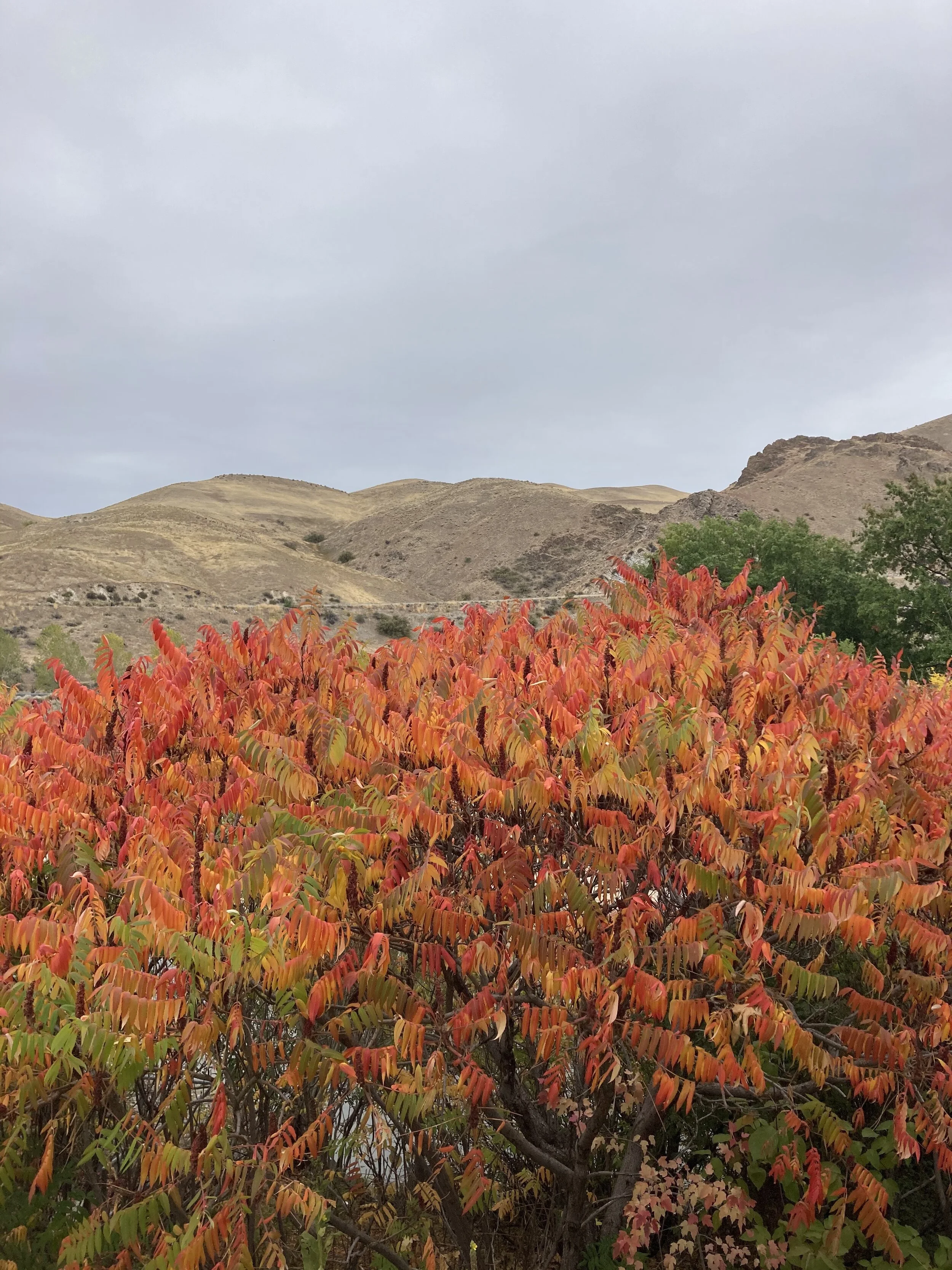 Sandy Point Beach outside Boise during Autumn. 