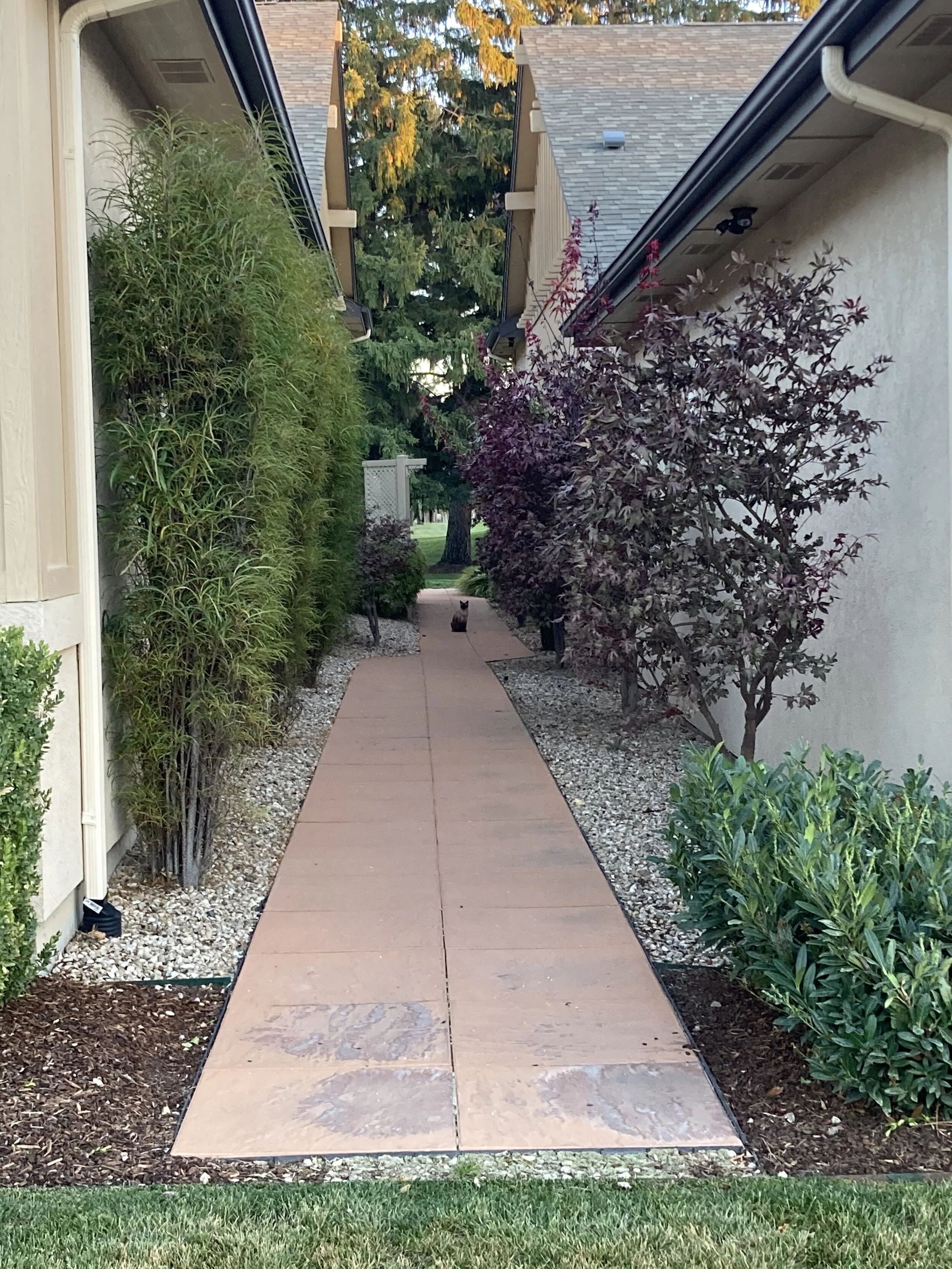 Evening walking meditation in Boise. 