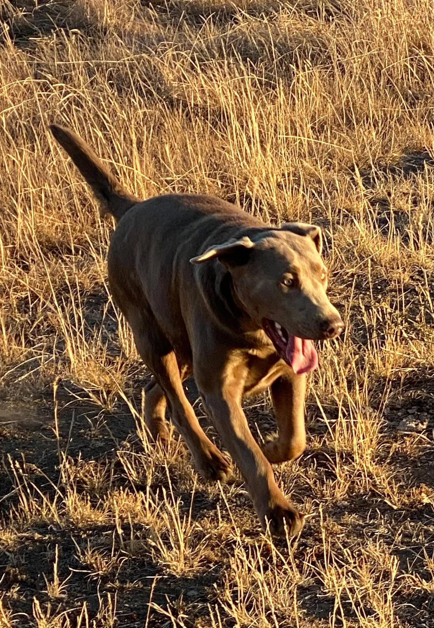 Our Story — Big Valley Silver Labs