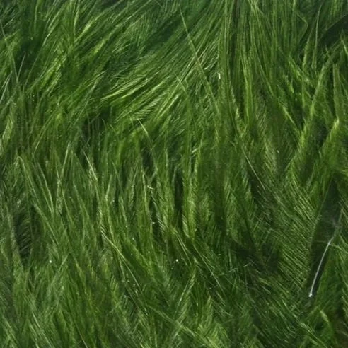dark+olive.jpg