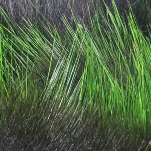 black+and+chartreuse.jpg