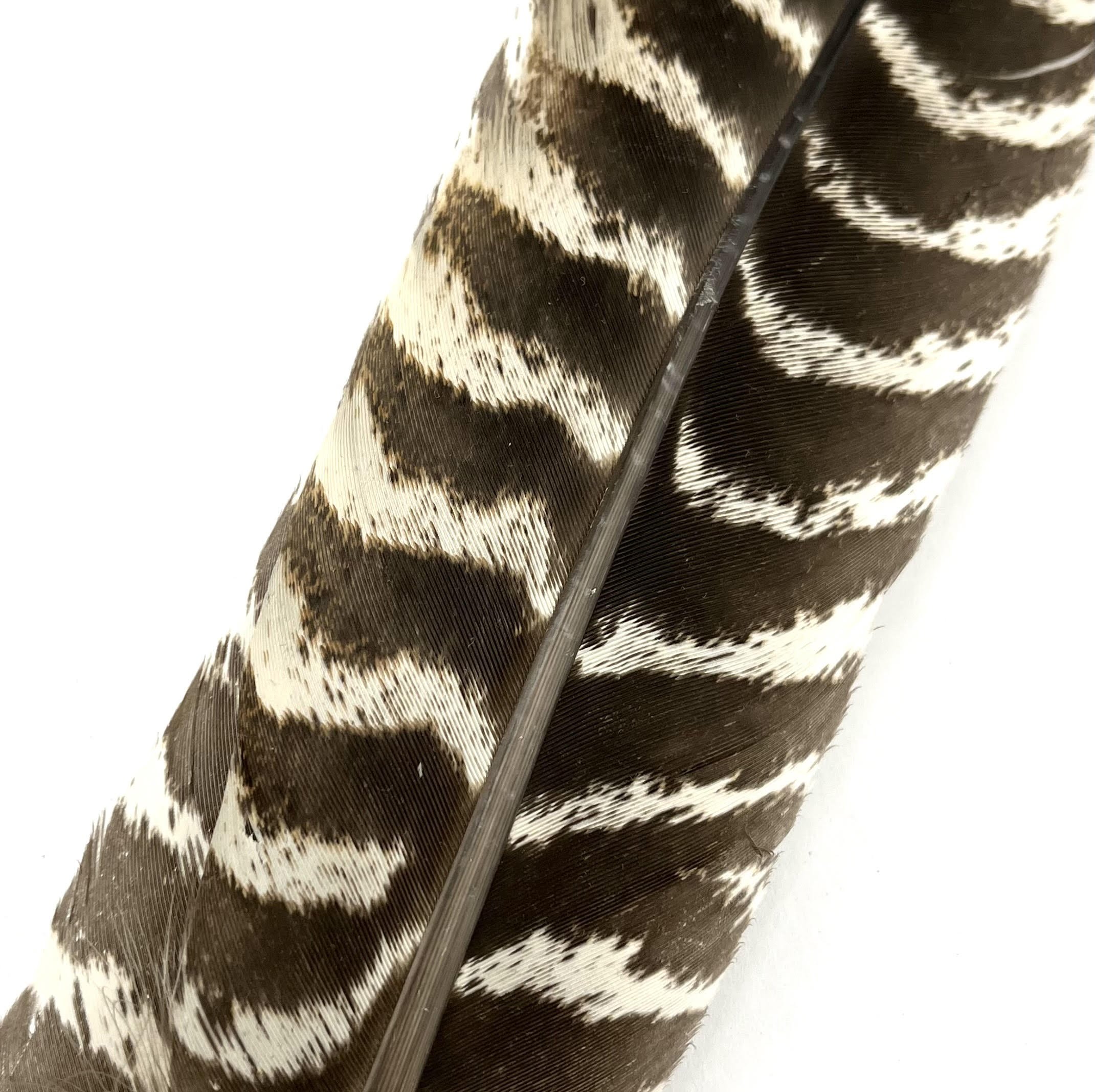 Natural barred Turkey.jpg