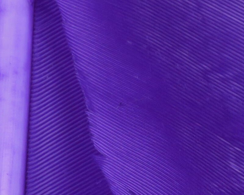 purple.jpg