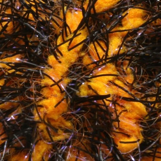 fl+orange.jpg