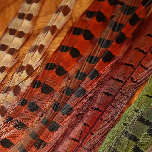 Ringneck+Pheasant+Tail.jpg