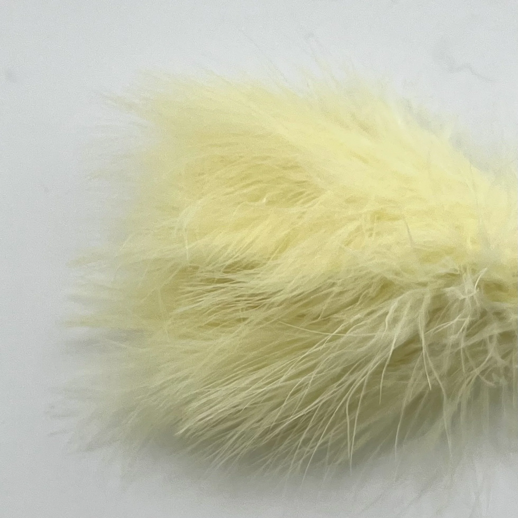 Fl Primrose Cream.jpeg