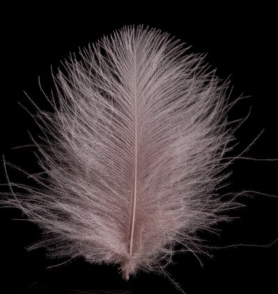 05 Soldanella.jpg