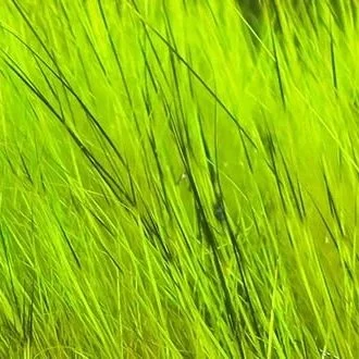 caddis+green.jpg
