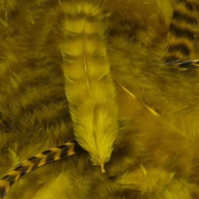yellow.jpg