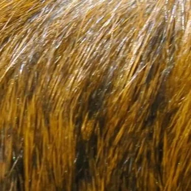 golden+brown.jpg