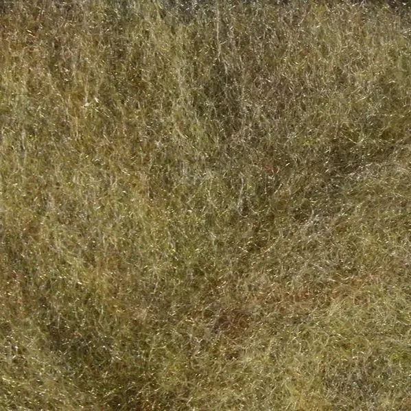 callibaetis.jpg