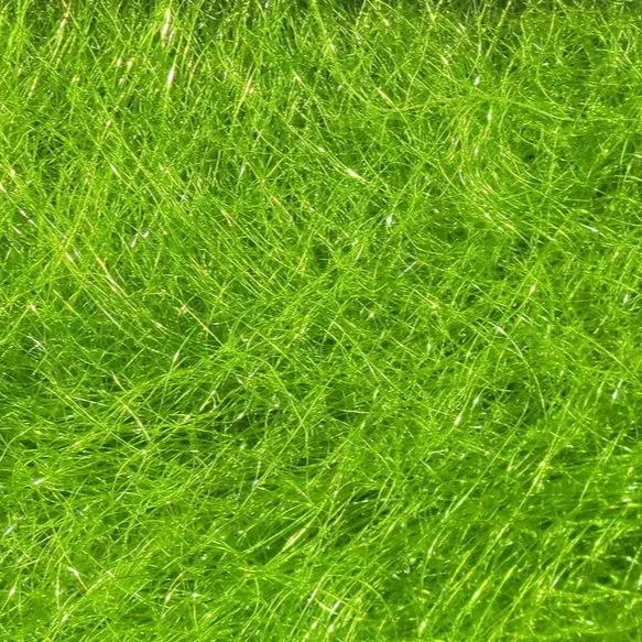 caddis+green.jpg