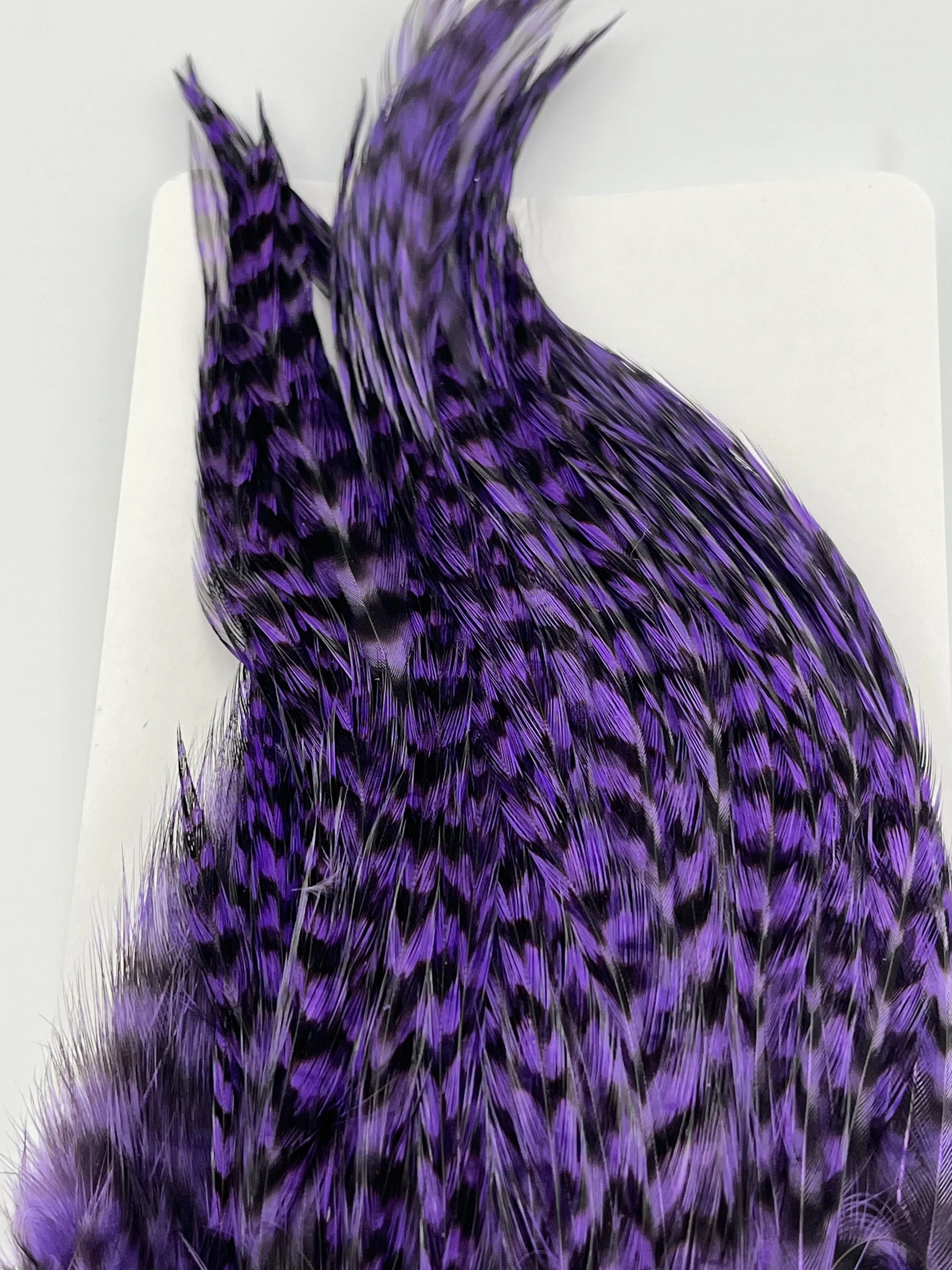 Grizzly Dyed Purple.jpg
