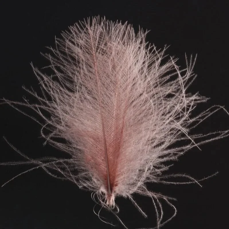 Soldanella.jpg