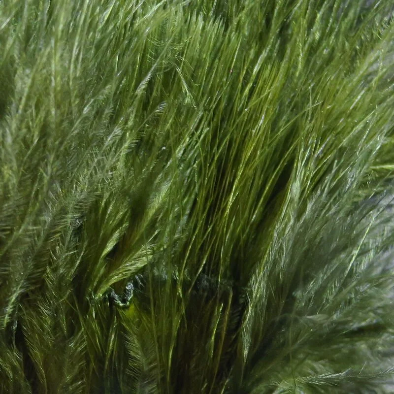 dark olive.jpg
