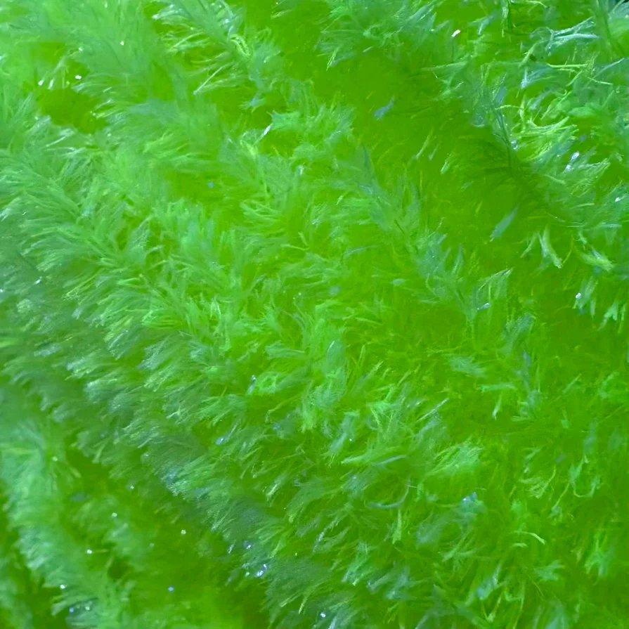lemonade.webp