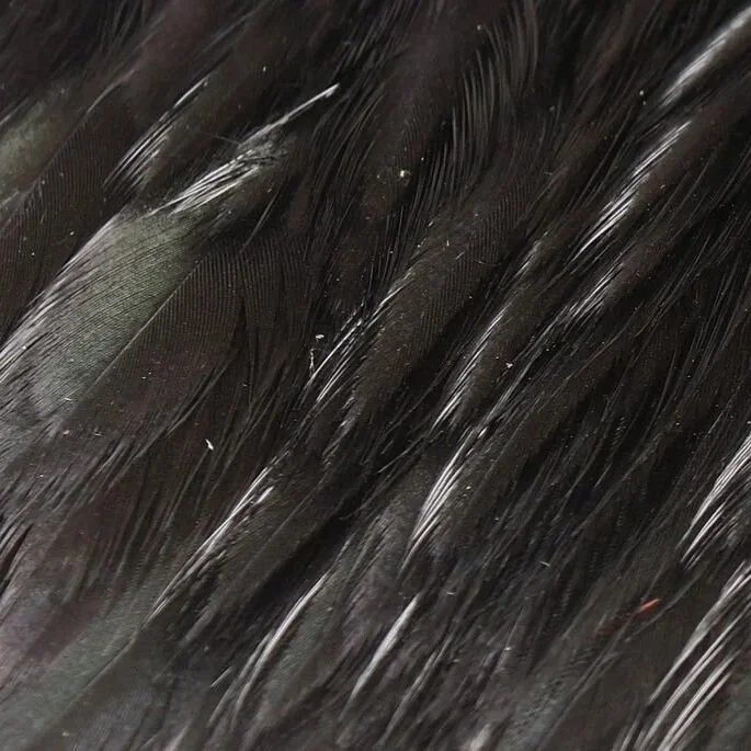 black.jpg