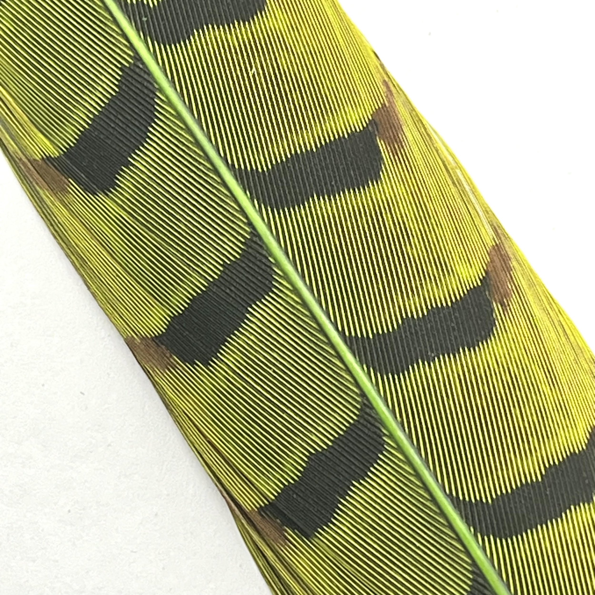 Fl Chartreuse.jpg