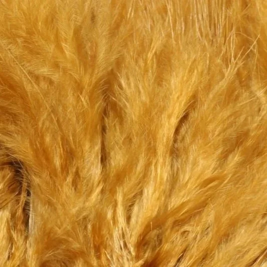 ginger.jpg