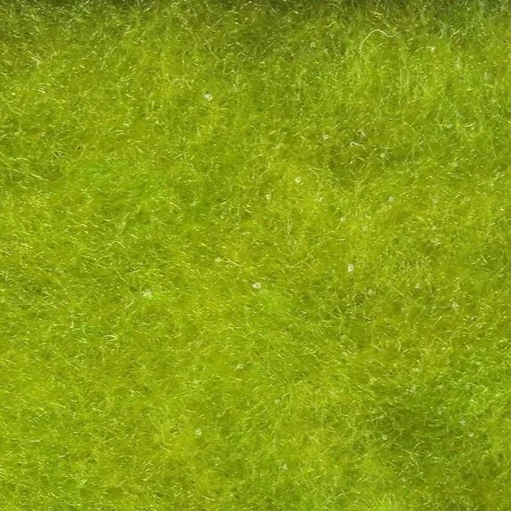 olive.jpg