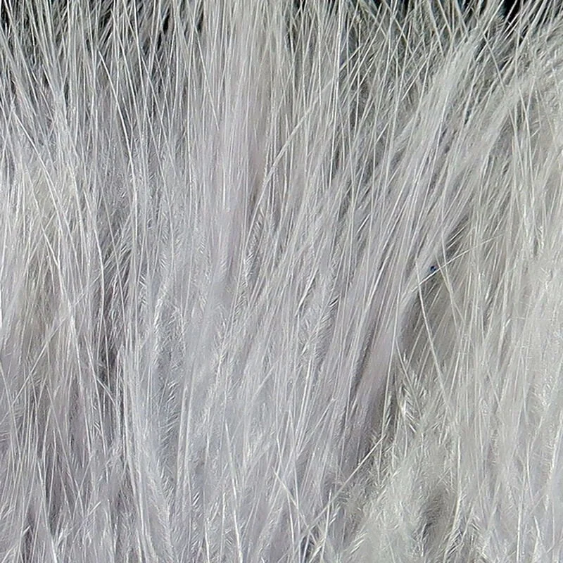gray minnow.jpg