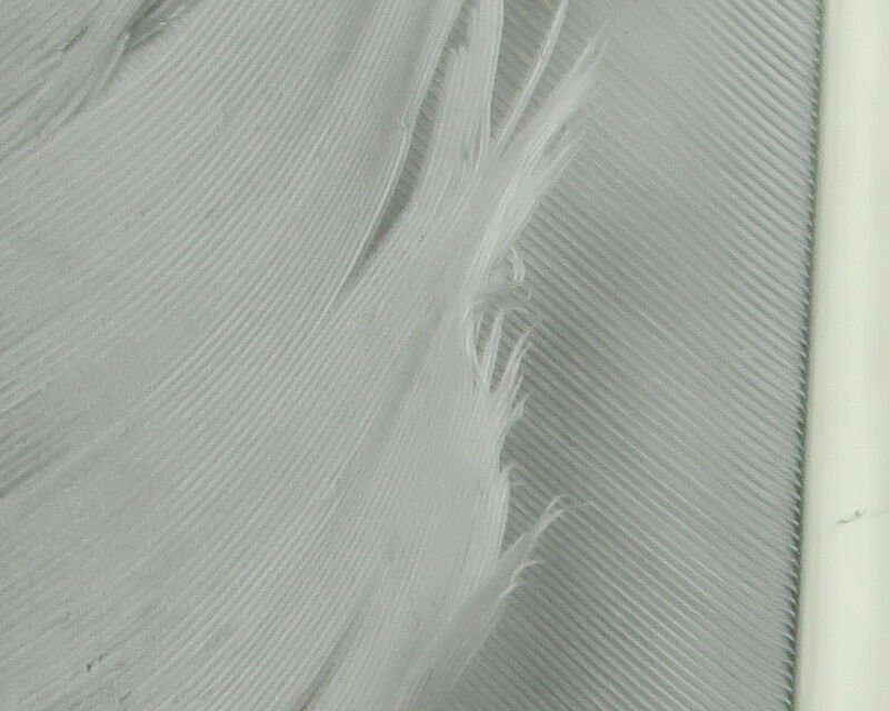 gray olive.jpg