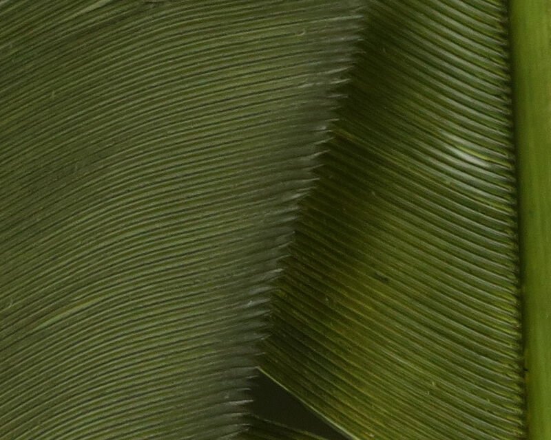 dark olive.jpg