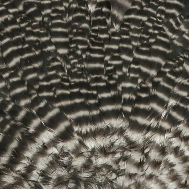 grizzly+natural.jpg