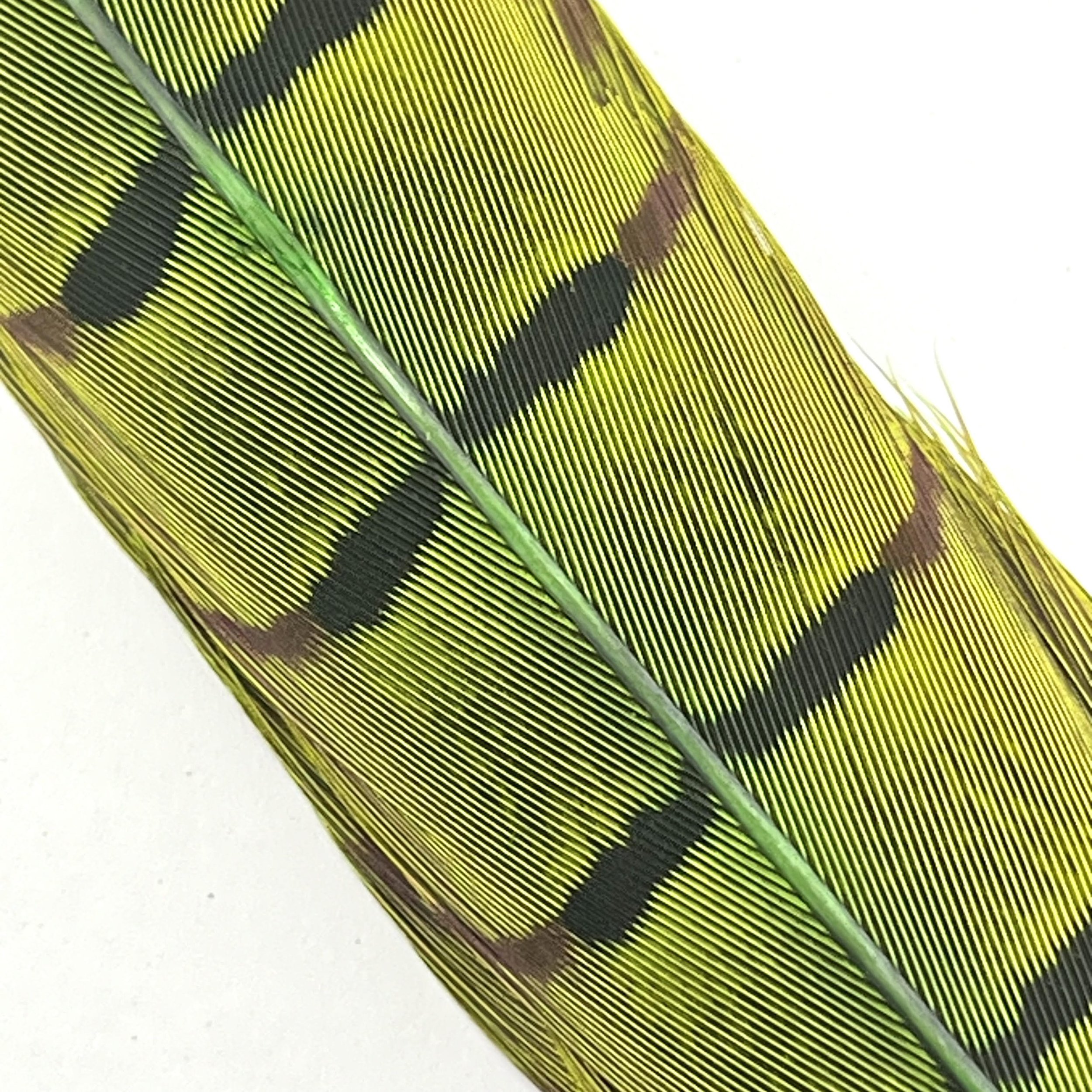 Caddis Green.jpg