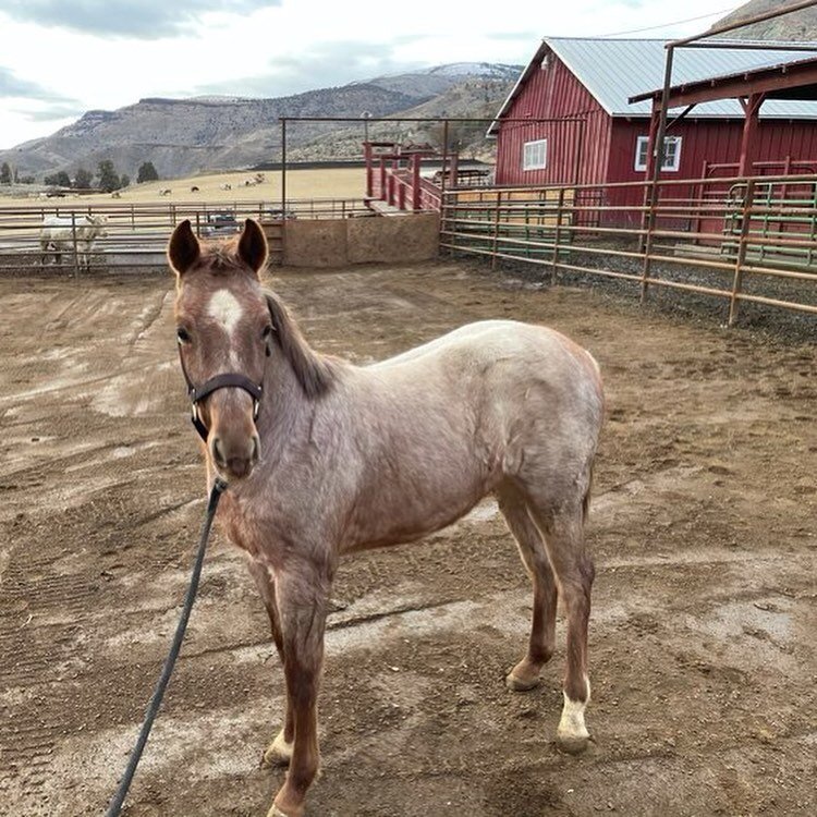 In April of 2020, Longview Ranch welcomed its newest addition to the barn, LV Metallic Boone Cat, or as he&rsquo;s affectionately known, &ldquo;Boone&rdquo;. Sired by Metallic CD, a stud from DT Horses, baby Boone is a wonderfully healthy colt with a